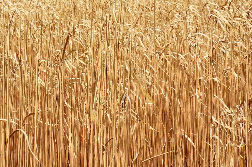 découvrez tout sur les biocarburants : leur production, leurs avantages pour l’environnement, leur impact sur l’énergie et comment ils contribuent à la transition écologique vers des alternatives durables.