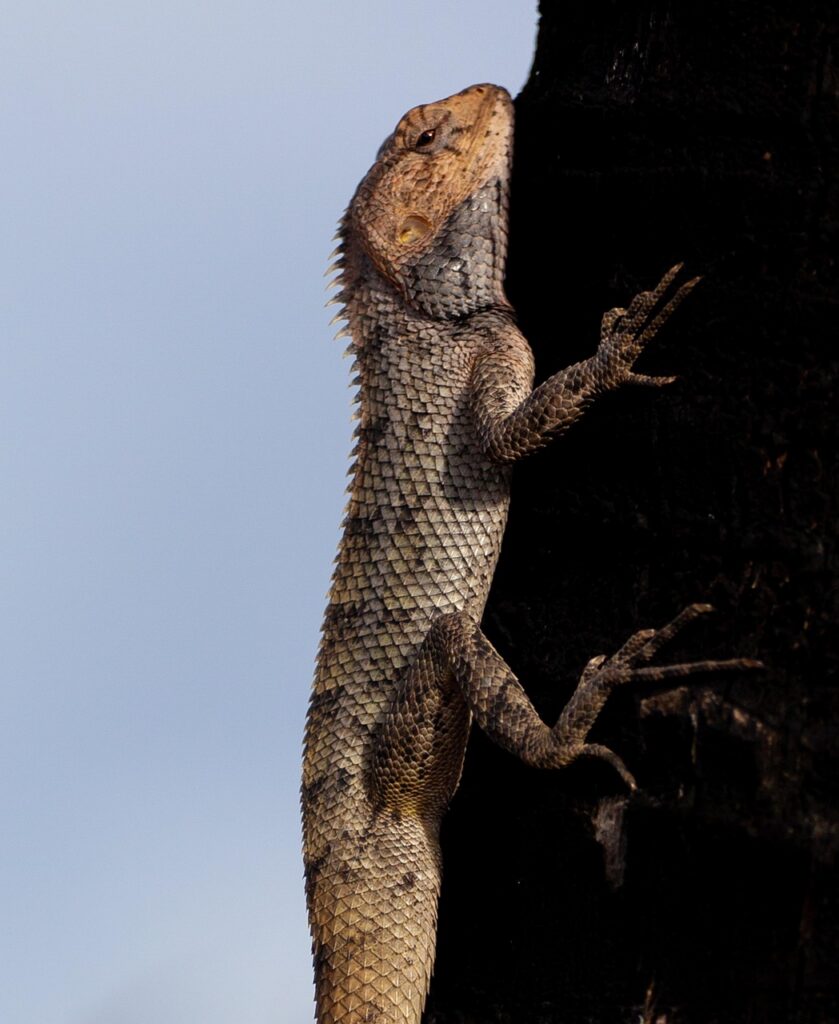 découvrez les initiatives de responsabilité sociétale des entreprises (rse) à maurice, favorisant un développement durable et un impact positif sur la communauté.