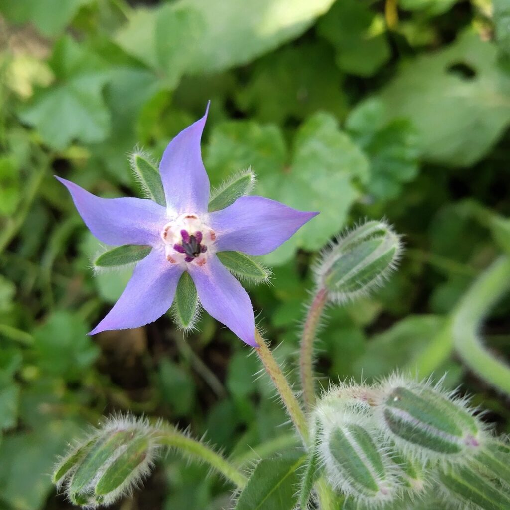découvrez notre jardin de permaculture urbaine, un espace écologique et durable où la nature s'invite en ville pour cultiver biodiversité, aliments sains et bien-être.