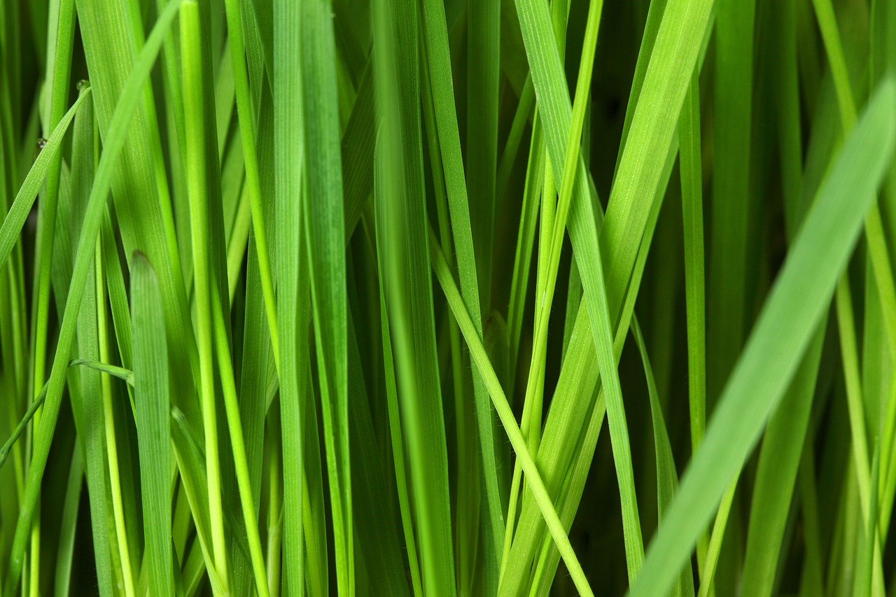 découvrez des solutions écologiques et durables pour un mode de vie respectueux de l'environnement.
