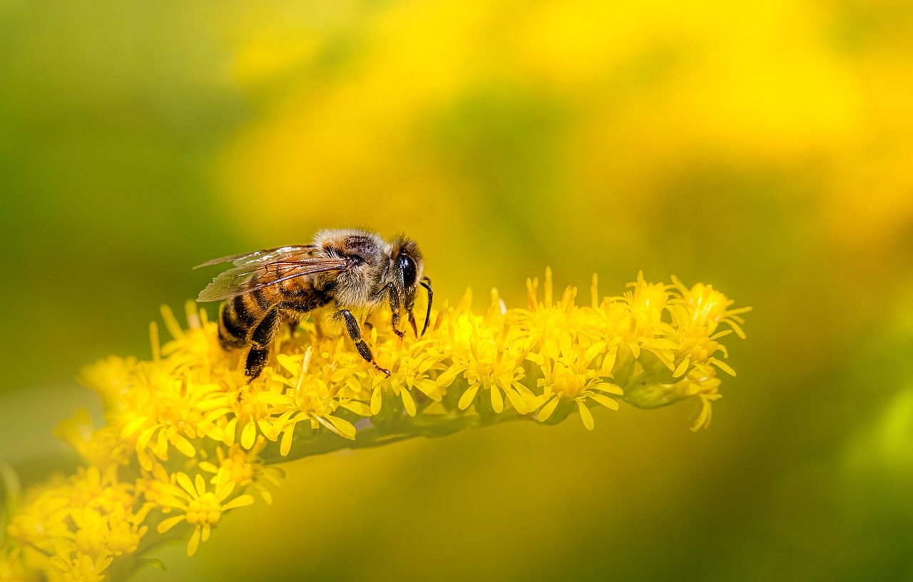 découvrez le bee wrap, une alternative écologique et réutilisable au film plastique pour conserver vos aliments naturellement.