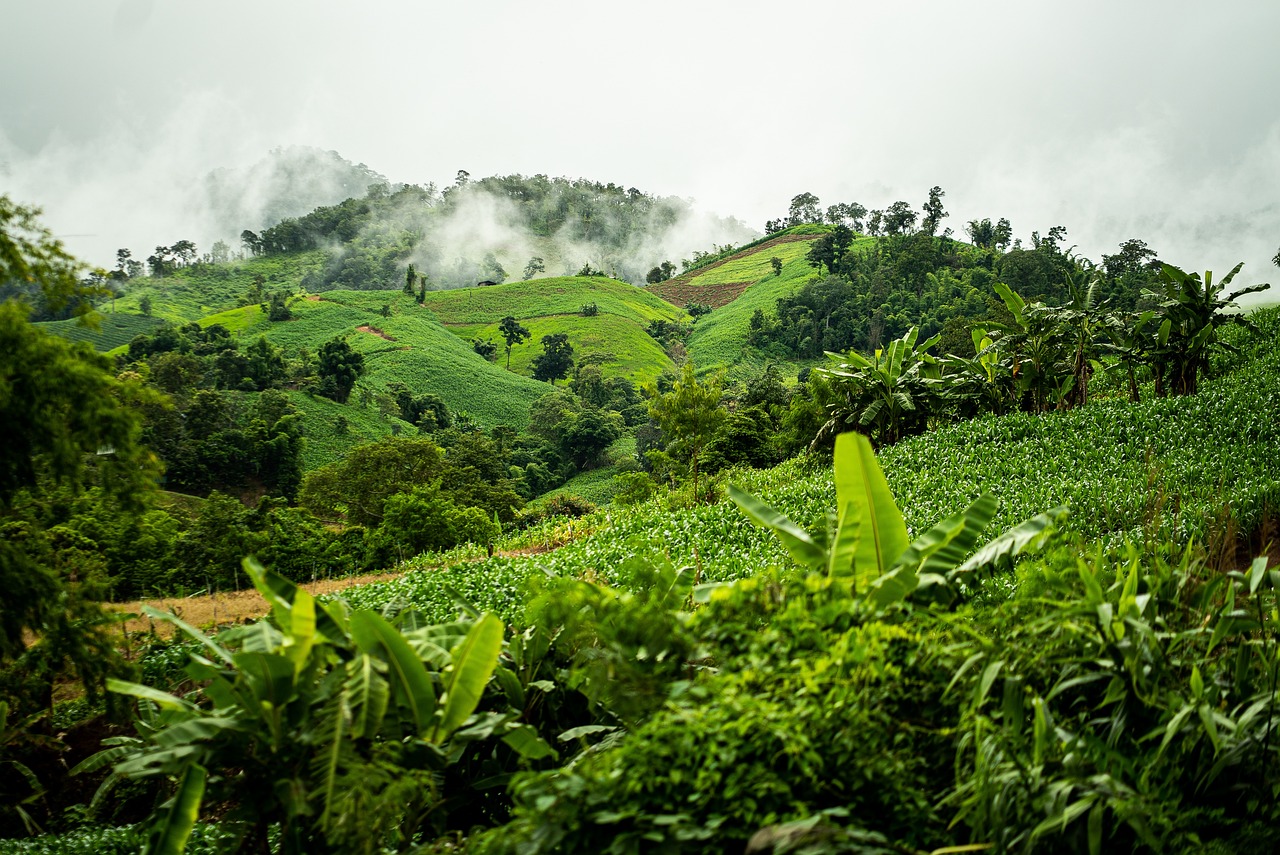 découvrez la richesse et la biodiversité des forêts tropicales : écosystèmes essentiels, habitats d’espèces uniques, menacés par la déforestation. informez-vous sur leur importance et les moyens de les protéger.