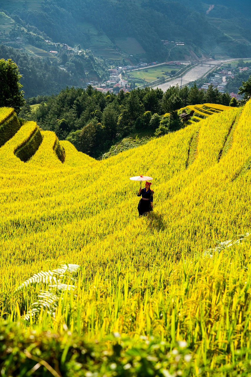 découvrez les dernières tendances et innovations en agriculture pour optimiser les cultures et promouvoir une agriculture durable et respectueuse de l'environnement.