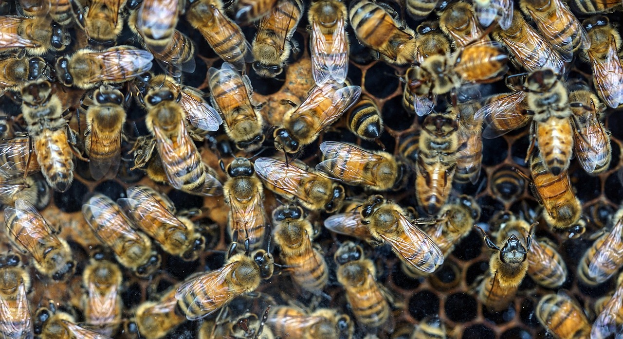 découvrez le bee wrap, une alternative écologique et réutilisable au film plastique pour emballer vos aliments tout en réduisant les déchets.