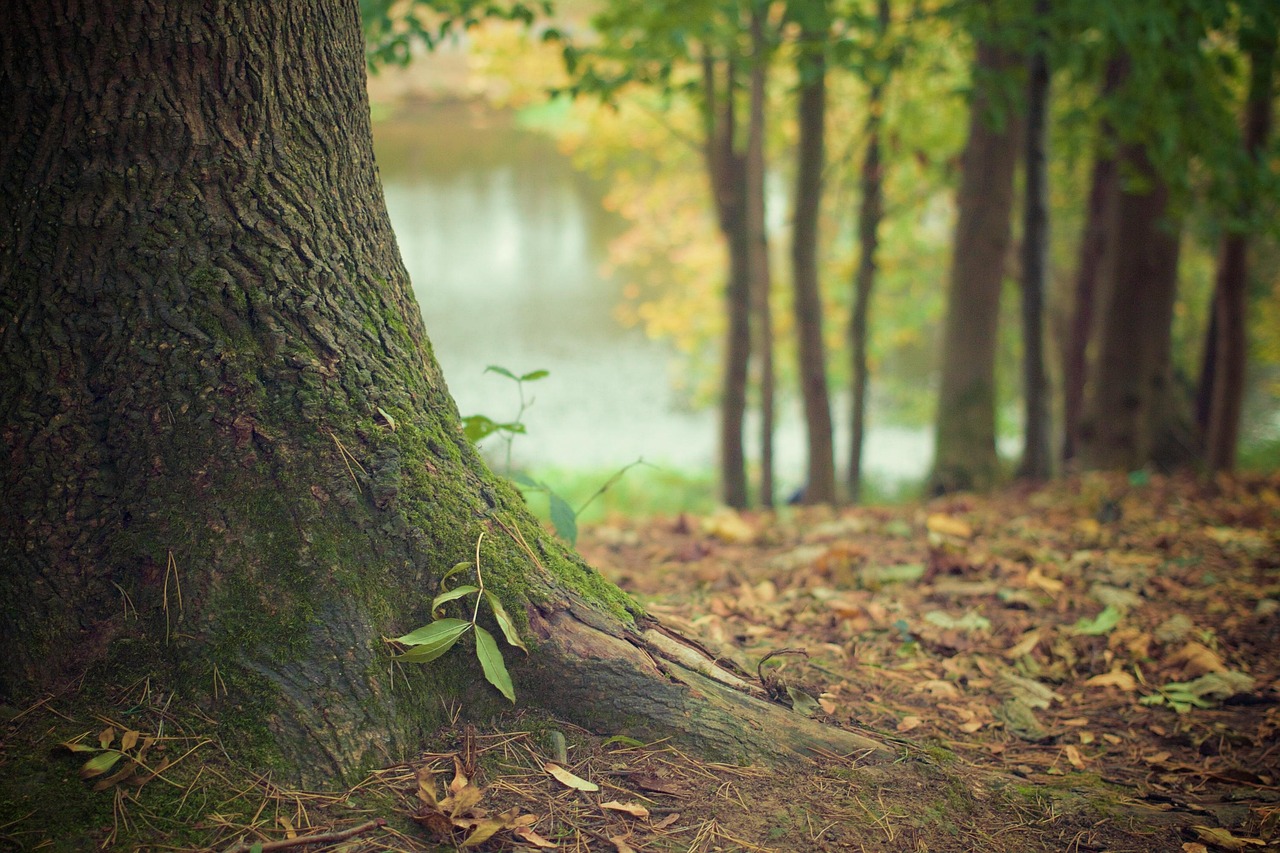 découvrez tout sur les arbres : leurs types, leurs bienfaits pour l'environnement, et comment les entretenir pour un jardin verdoyant.