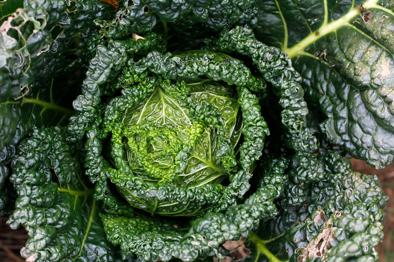 découvrez comment créer un jardin urbain en permaculture pour une culture durable et écologique en milieu citadin.
