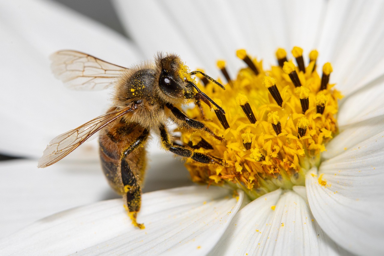 découvrez le bee wrap, une alternative écologique au film plastique pour conserver vos aliments naturellement et durablement.