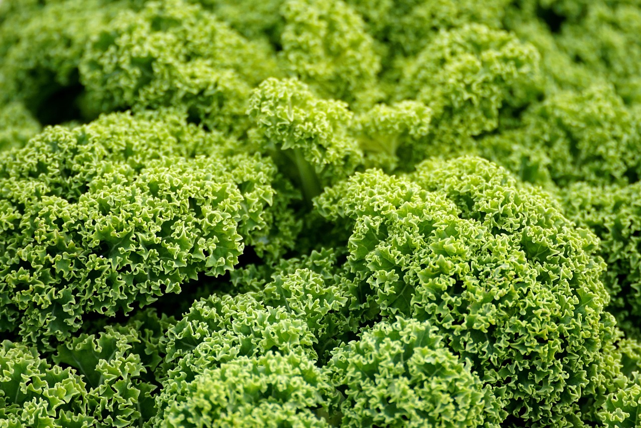 découvrez l'agriculture résiliente au climat, une approche innovante pour adapter les pratiques agricoles face aux défis environnementaux et assurer la sécurité alimentaire durable.