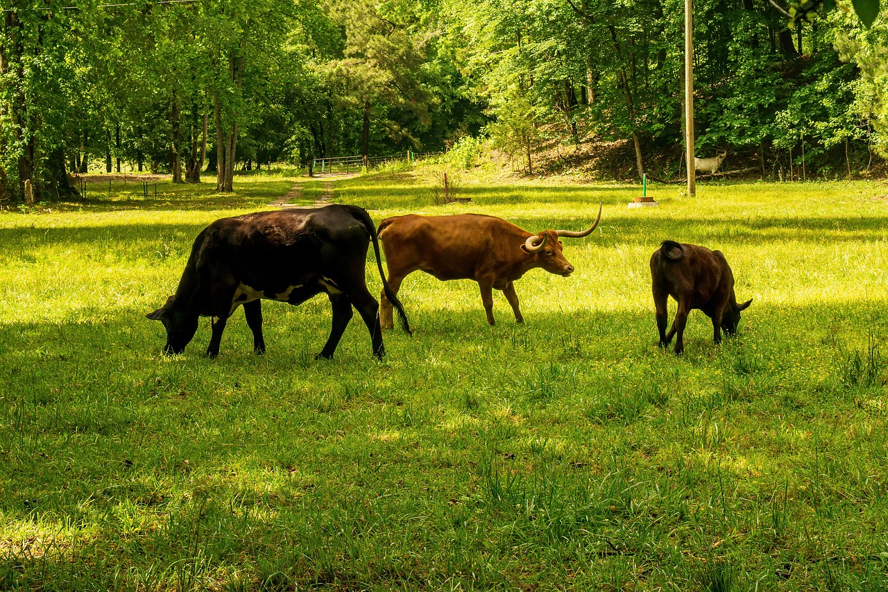 découvrez tout ce qu'il faut savoir sur l'empreinte carbone, son impact sur l'environnement et les moyens de la réduire pour un avenir durable. apprenez comment vos choix quotidiens peuvent contribuer à la lutte contre le changement climatique.