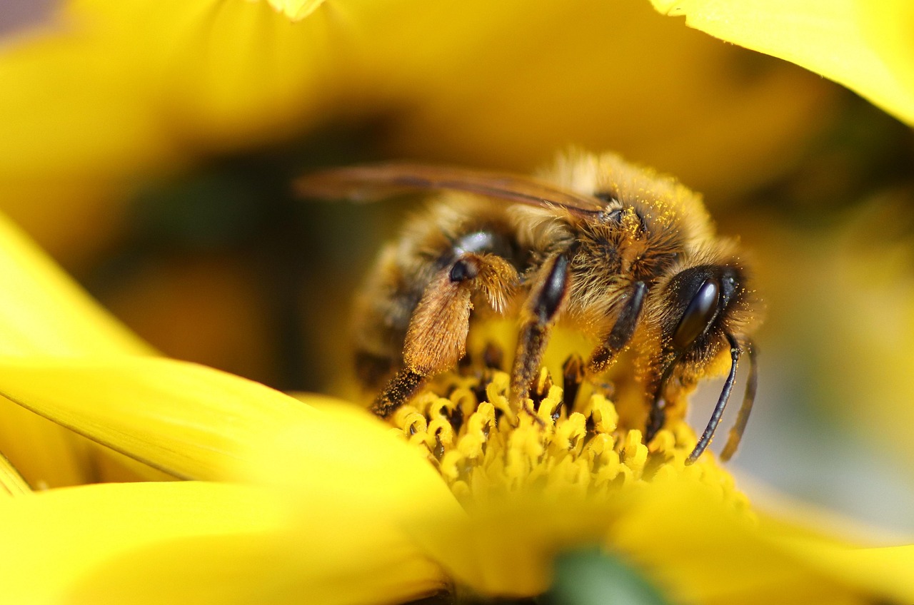 découvrez l'importance de la biodiversité, son rôle essentiel dans l'équilibre des écosystèmes, et comment la préserver pour un avenir durable.