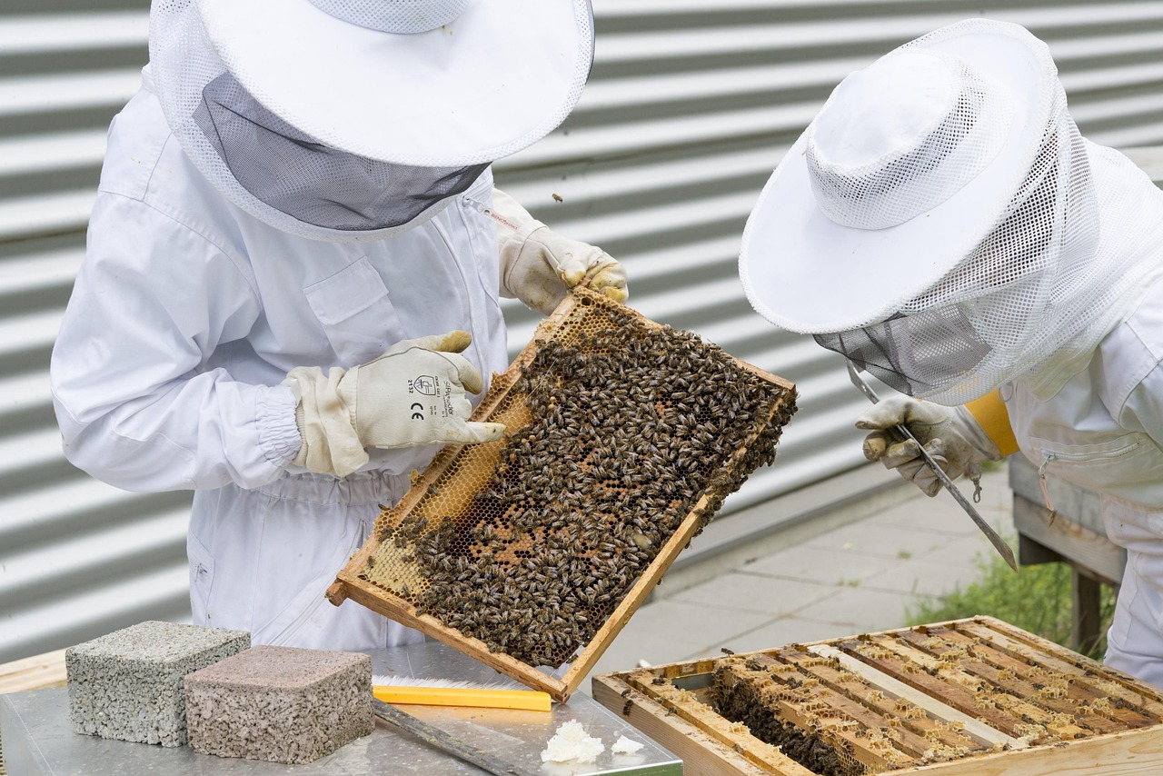 découvrez les pratiques d'agriculture durable alliant respect de l'environnement, innovation et préservation des ressources naturelles pour une alimentation saine et responsable.