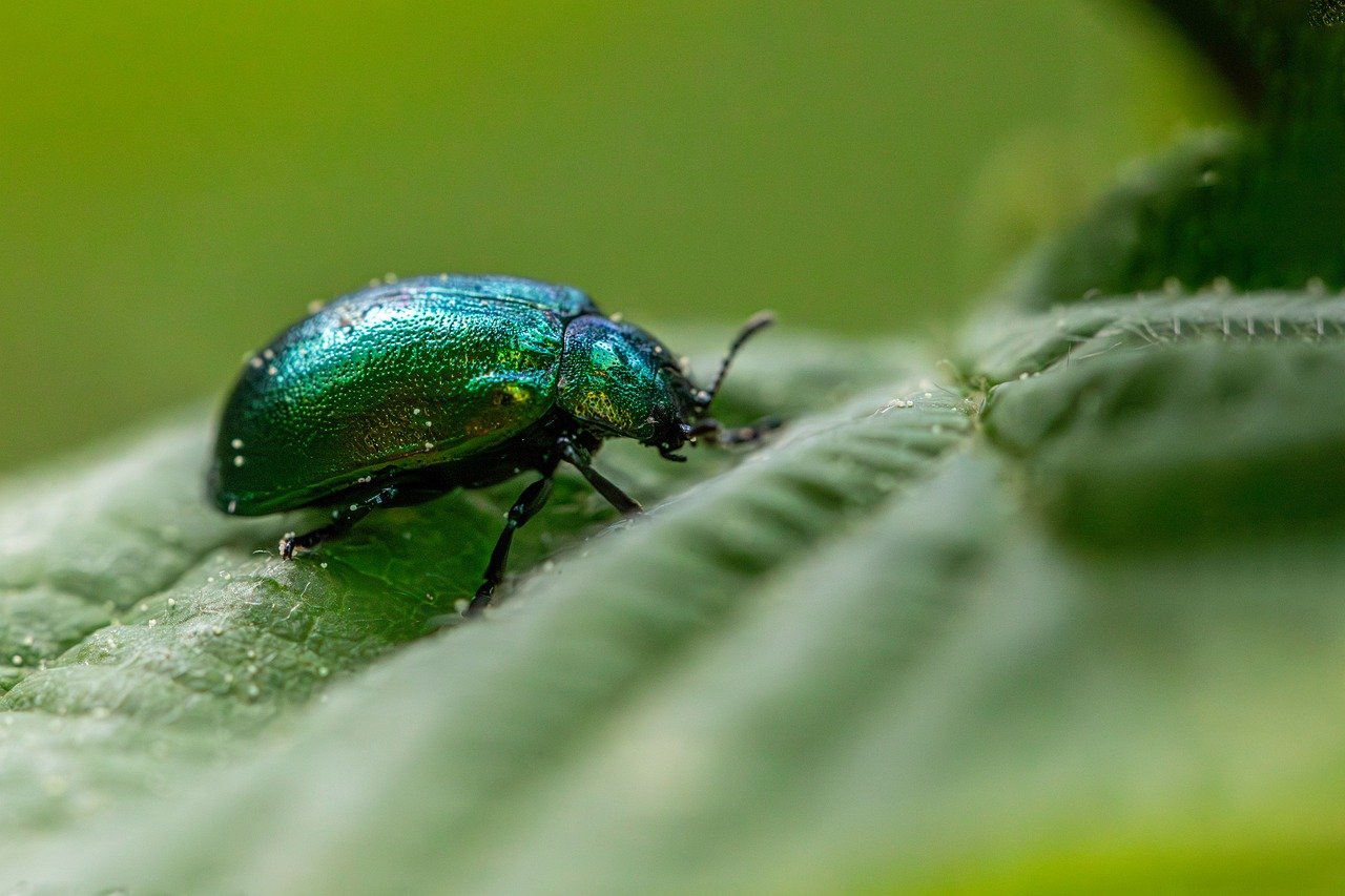 découvrez l'importance de la biodiversité, son rôle essentiel dans l'équilibre des écosystèmes et les actions pour la préserver.