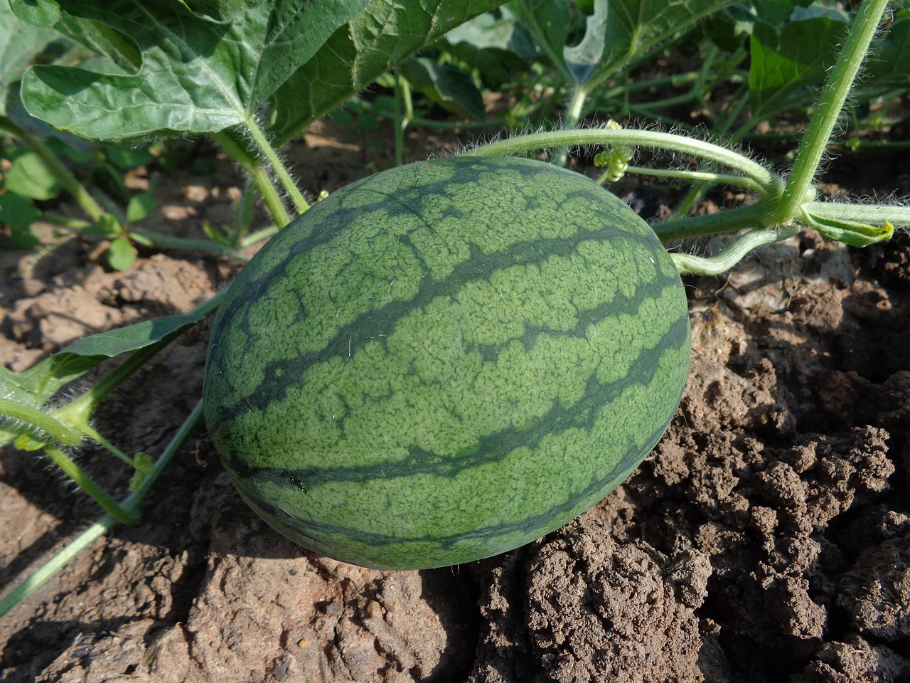découvrez nos conseils pour réussir le jardinage biologique sur balcon, cultivez vos plantes et légumes en toute simplicité et naturellement.