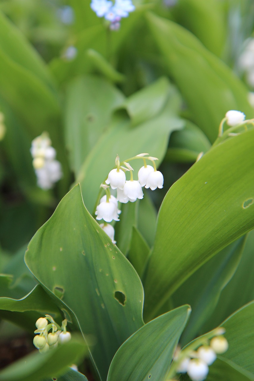 découvrez le muguet, une fleur délicate au parfum subtil, symbole de bonheur et de renouveau au printemps.