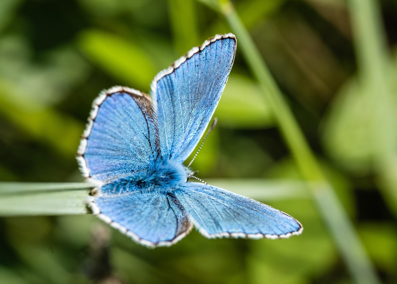 Biodiversité au jardin : conseils pratiques pour favoriser la vie sauvage chez soi