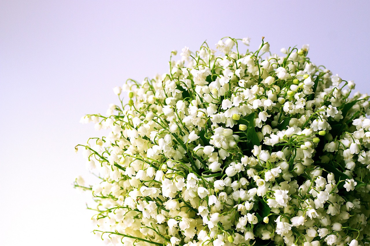 Muguet du 1er mai : le secret d’un grossiste marnais pour préserver la tradition face au réchauffement climatique